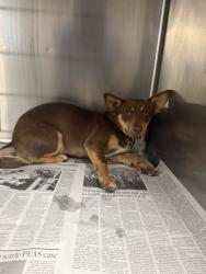 Shelter Stray Male Dog last seen , 14409 Vanowen St, Van Nuys, CA 91405, USA