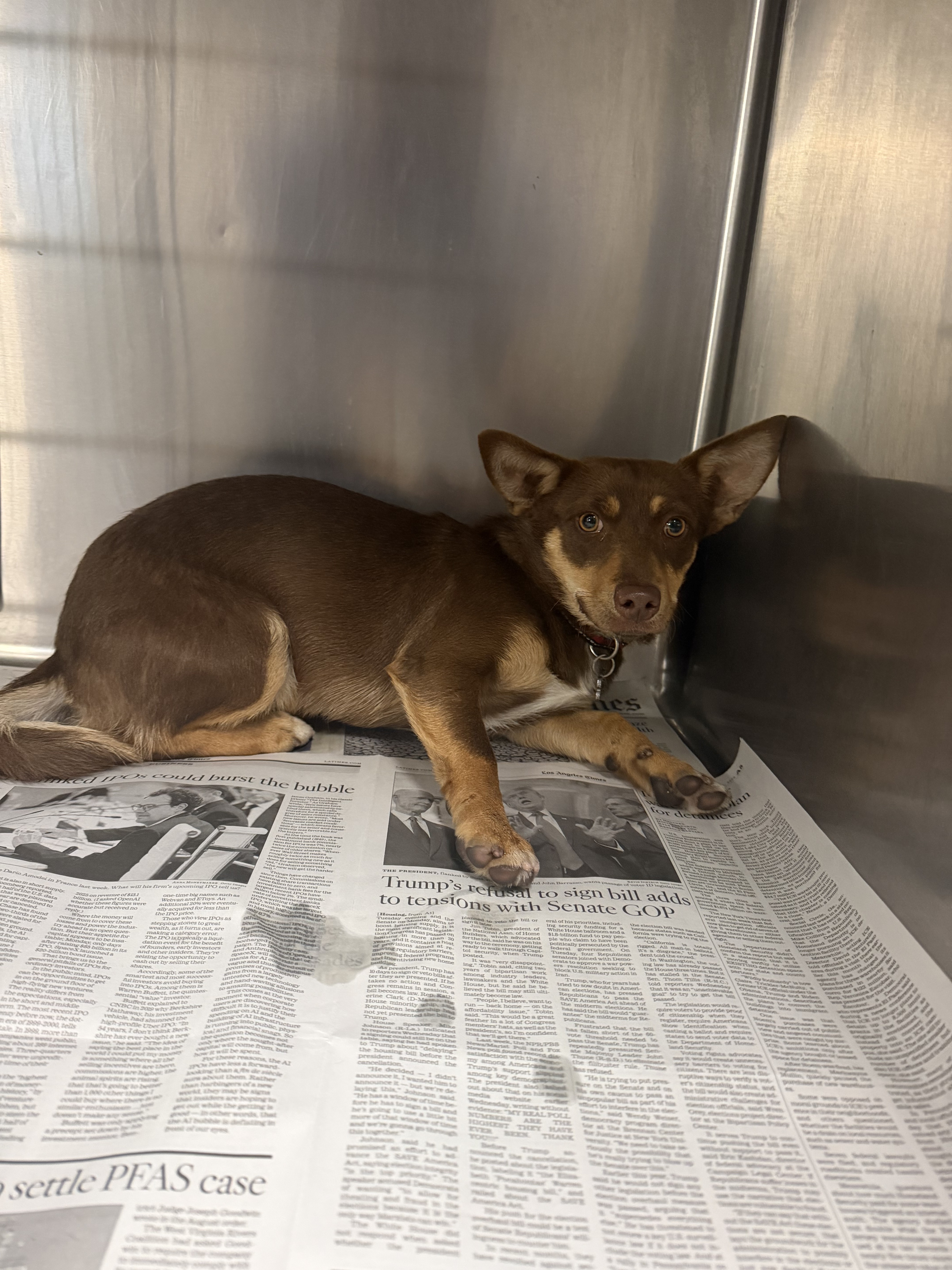 Shelter Stray Female Dog last seen , 14409 Vanowen St, Van Nuys, CA 91405, USA