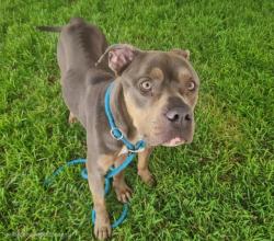 Shelter Stray Male Dog last seen 114TH AND DE VARGAS SW, 11800 Sunset Gardens Rd SW, Albuquerque, NM 87121, USA