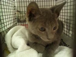 Shelter Stray Unknown Cat last seen Near BLOCK NW 70 WY, PLANTATION FL 33313, 2400 SW 42nd St, Fort Lauderdale, FL 33312, USA