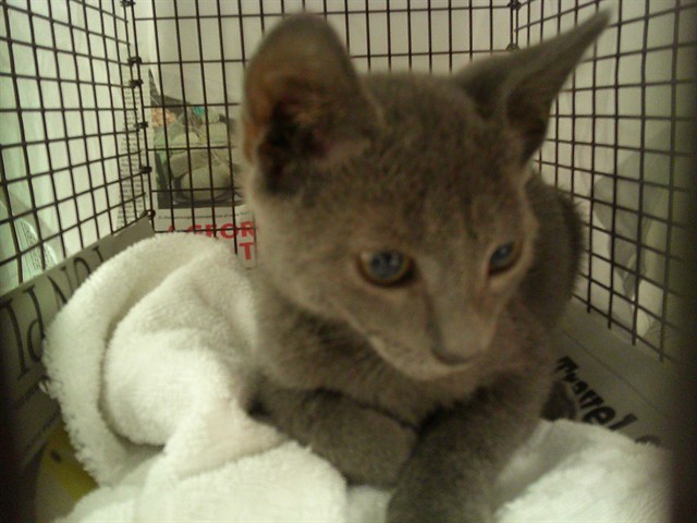 Shelter Stray Male Cat last seen Near BLOCK NW 70 WY, PLANTATION FL 33313, 2400 SW 42nd St, Fort Lauderdale, FL 33312, USA