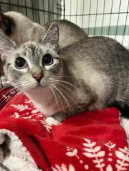 Shelter Stray Female Cat last seen , 14409 Vanowen St, Van Nuys, CA 91405, USA