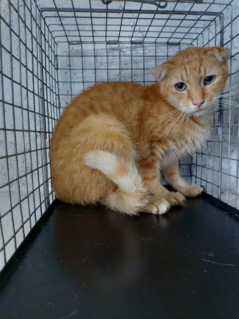 Shelter Stray Unknown Cat last seen Near BLOCK NW 59 WY, SUNRISE FL 33313, 2400 SW 42nd St, Fort Lauderdale, FL 33312, USA