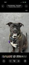 Shelter Stray Male Dog last seen Near BLOCK W SUNRISE BLVD, FORT LAUDERDALE FL 33311, 2400 SW 42nd St, Fort Lauderdale, FL 33312, USA