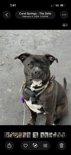 Shelter Stray Male Dog last seen Near BLOCK W SUNRISE BLVD, FORT LAUDERDALE FL 33311, 2400 SW 42nd St, Fort Lauderdale, FL 33312, USA