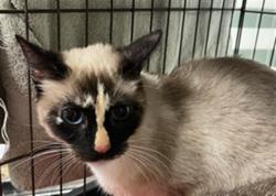 Shelter Stray Female Cat last seen , 14409 Vanowen St, Van Nuys, CA 91405, USA