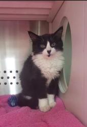 Shelter Stray Female Cat last seen ST CHARLES CO, 4850 Mid Rivers Mall Dr, St Peters, MO 63376, USA