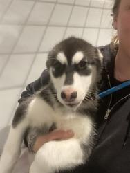 Shelter Stray Female Dog last seen 3RD AND CARROL, 1419 Bryant St, San Francisco, CA 94103, USA