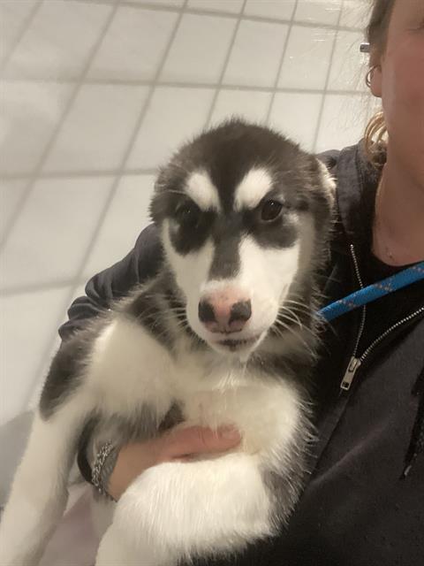 Shelter Stray Female Dog last seen 3RD AND CARROL, 1419 Bryant St, San Francisco, CA 94103, USA