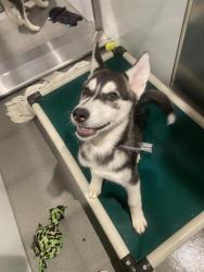Shelter Stray Female Dog last seen 3RD AND CARROL, 1419 Bryant St, San Francisco, CA 94103, USA