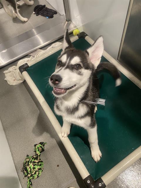 Shelter Stray Female Dog last seen 3RD AND CARROL, 1419 Bryant St, San Francisco, CA 94103, USA