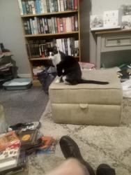 Lost Female Cat last seen Home, West Yorkshire, England WF8 2BX