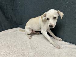 Shelter Stray Male Dog last seen , 38550 Sierra Hwy, Palmdale, CA 93550, USA