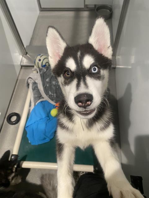Shelter Stray Male Dog last seen 3RD AND CARROL, 1419 Bryant St, San Francisco, CA 94103, USA