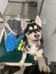 Shelter Stray Male Dog last seen 3RD AND CARROL, 1419 Bryant St, San Francisco, CA 94103, USA