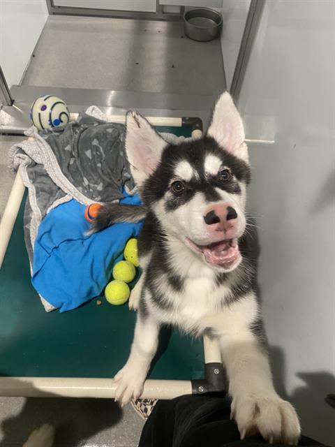 Shelter Stray Male Dog last seen 3RD AND CARROL, 1419 Bryant St, San Francisco, CA 94103, USA