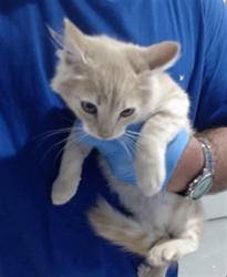 Shelter Stray Female Cat last seen NORIEGA/34TH, 1419 Bryant St, San Francisco, CA 94103, USA