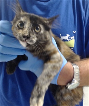 Shelter Stray Female Cat last seen NORIEGA/34TH, 1419 Bryant St, San Francisco, CA 94103, USA