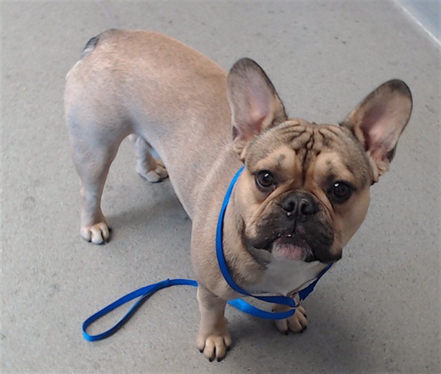 Shelter Stray Male Dog last seen FELL/FILMORE, 1419 Bryant St, San Francisco, CA 94103, USA
