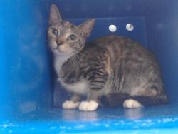 Shelter Stray Female Cat last seen , 2769 Conroy Rd, Orlando, FL 32839, USA