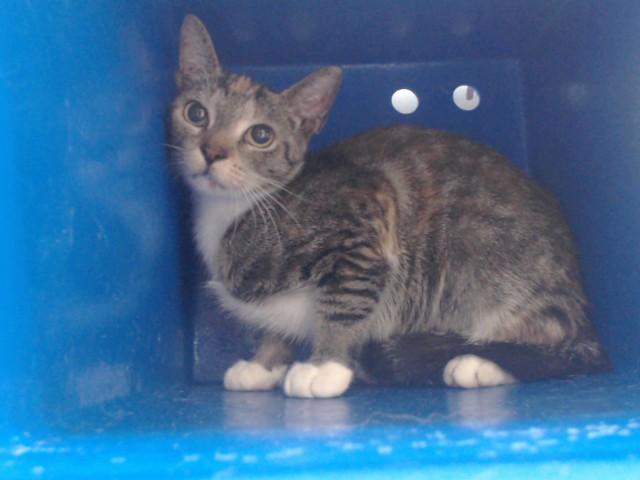 Shelter Stray Female Cat last seen , 2769 Conroy Rd, Orlando, FL 32839, USA