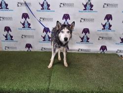 Shelter Stray Female Dog last seen , 2769 Conroy Rd, Orlando, FL 32839, USA