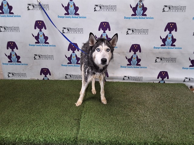 Shelter Stray Female Dog last seen , 2769 Conroy Rd, Orlando, FL 32839, USA