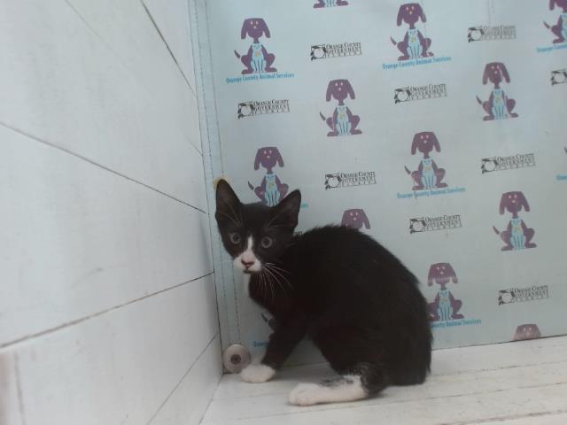Shelter Stray Male Cat last seen , 2769 Conroy Rd, Orlando, FL 32839, USA