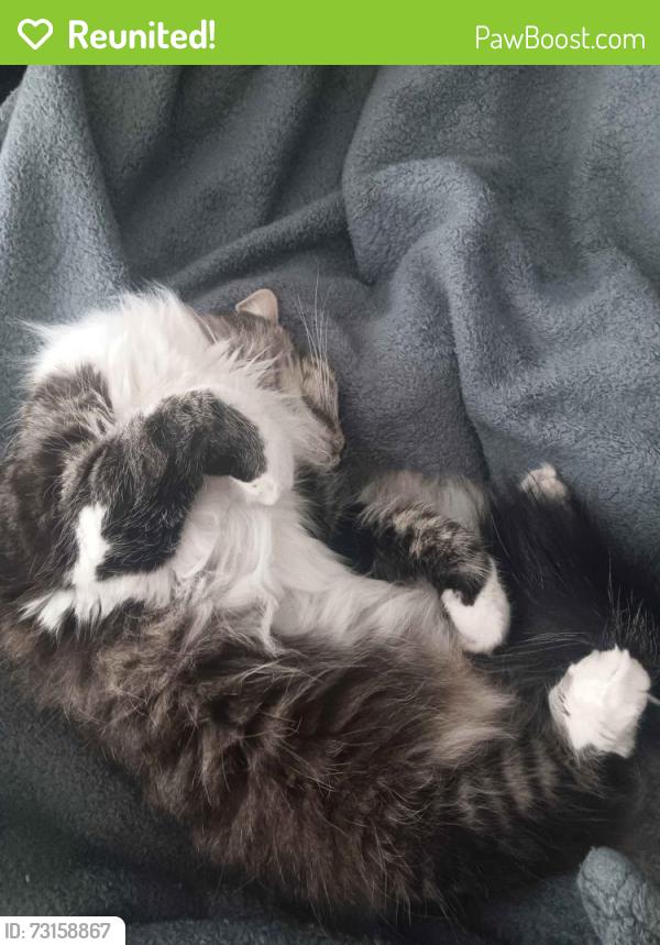 Reunited Female Cat last seen Burton & 86th Ave., Vancouver, WA 98662