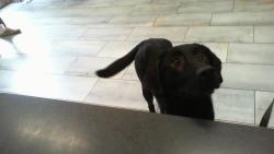 Shelter Stray Female Dog last seen CHARLOTTE, 8315 Byrum Dr, Charlotte, NC 28217, USA