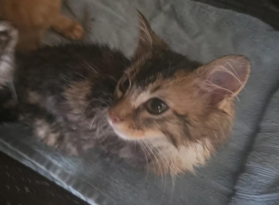 Shelter Stray Male Cat last seen , 957 N Gaffey St, San Pedro, CA 90731, USA