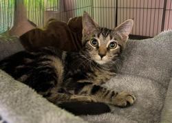 Shelter Stray Female Cat last seen CHARLOTTE, 8315 Byrum Dr, Charlotte, NC 28217, USA