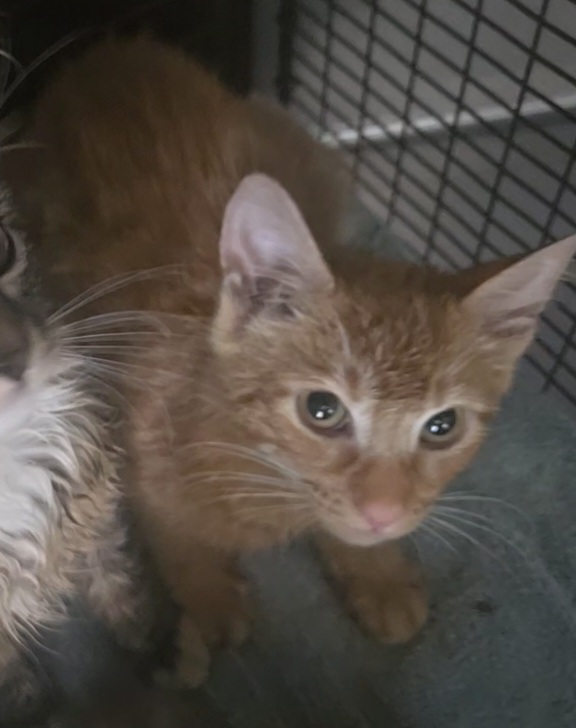 Shelter Stray Unknown Cat last seen , 957 N Gaffey St, San Pedro, CA 90731, USA