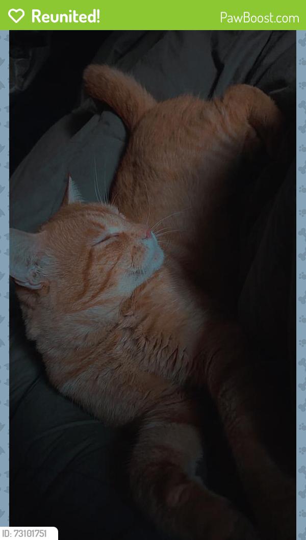 Reunited Male Cat last seen Morningstar, Bend, OR 97701