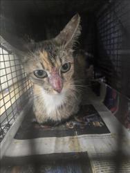 Shelter Stray Unknown Cat last seen , 957 N Gaffey St, San Pedro, CA 90731, USA