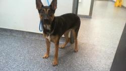 Shelter Stray Female Dog last seen CHARLOTTE, 8315 Byrum Dr, Charlotte, NC 28217, USA