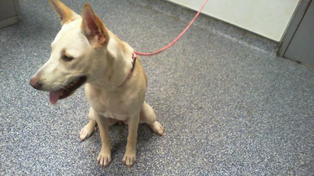 Shelter Stray Female Dog last seen CHARLOTTE, 8315 Byrum Dr, Charlotte, NC 28217, USA