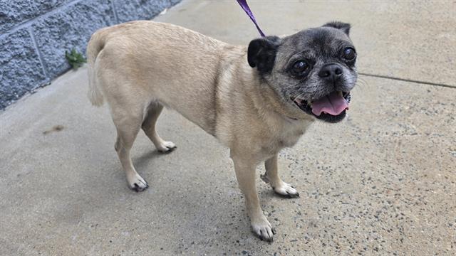 Shelter Stray Male Dog last seen CHARLOTTE, 8315 Byrum Dr, Charlotte, NC 28217, USA