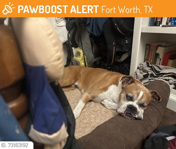 Found/Stray Male Dog last seen Cove Medow, Fort Worth, TX 76123