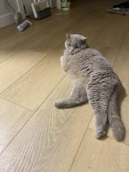 Lost Female Cat last seen Near 156 st nw, Edmonton, AB T5R 1Z4