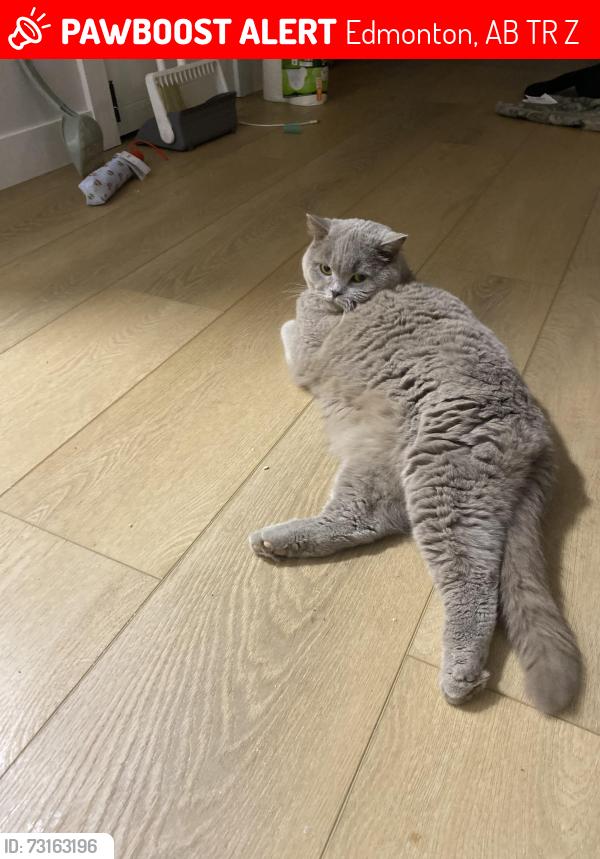 Lost Female Cat last seen Near 156 st nw, Edmonton, AB T5R 1Z4