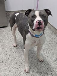 Shelter Stray Male Dog last seen Near BLOCK CHEYENNE ST, DETROIT, MI 48227, 7401 Chrysler Dr, Detroit, MI 48211, USA