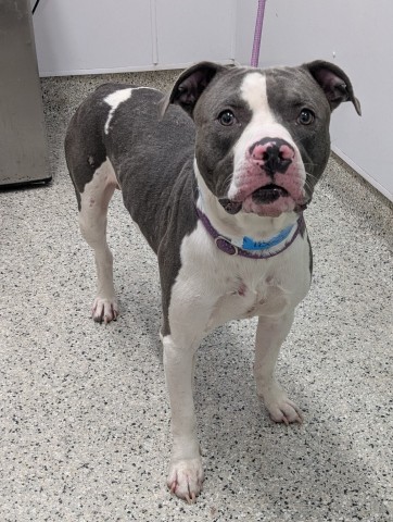Shelter Stray Male Dog last seen Near BLOCK CHEYENNE ST, DETROIT, MI 48227, 7401 Chrysler Dr, Detroit, MI 48211, USA