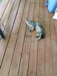 Found/Stray Male Cat last seen Poplar ridge ln, Chapmansboro, TN 37035