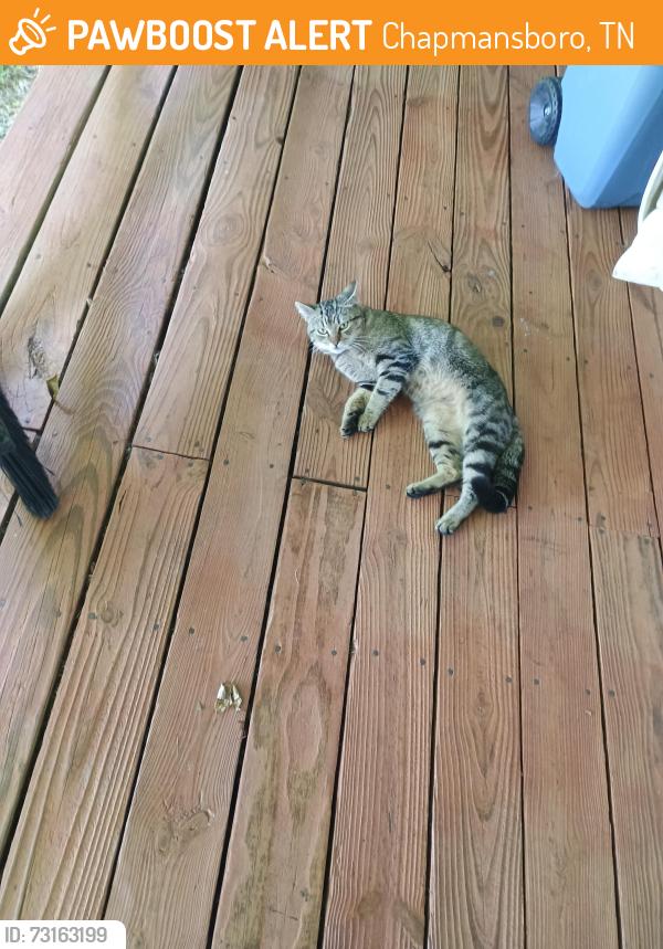 Found/Stray Male Cat last seen Poplar ridge ln, Chapmansboro, TN 37035