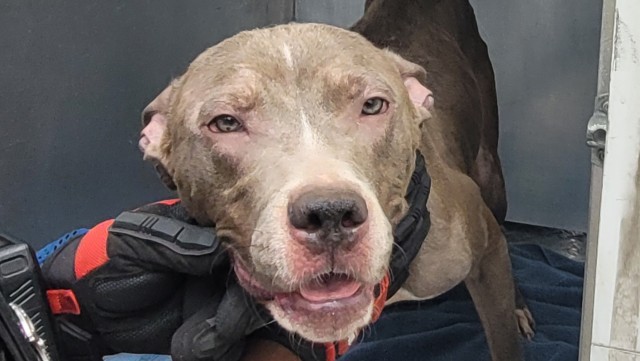 Shelter Stray Male Dog last seen Near BLOCK ARDMORE ST, DETROIT, MI 48227, 7401 Chrysler Dr, Detroit, MI 48211, USA