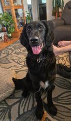 Lost Female Dog last seen 64th & Olde Wadsworth Blvd, Arvada, CO 80004
