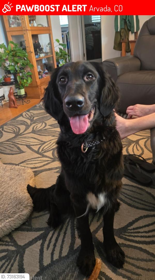 Lost Female Dog last seen 64th & Olde Wadsworth Blvd, Arvada, CO 80004