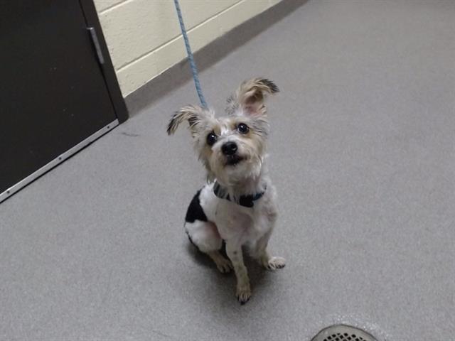 Shelter Stray Female Dog last seen Near BLOCK N HIGH ST, DENVER CO 80218, 1241 W Bayaud Ave, Denver, CO 80223, USA
