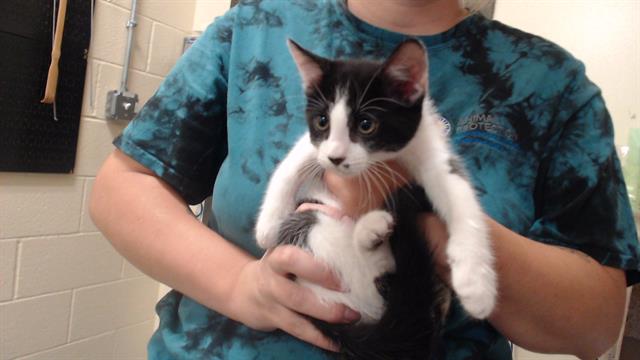 Shelter Stray Female Cat last seen Near BLOCK E 78TH AVE COMMERCE CITY CO 80022, 1241 W Bayaud Ave, Denver, CO 80223, USA
